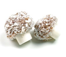 Coconut Mushrooms Wholesale