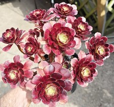 Aeonium Anna Var (Large Plant)