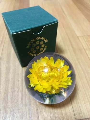 Hafod grange chrysanthemum - hafod,