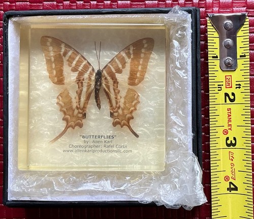 Allen karl butterfly taxidermy - allen,