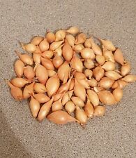 CENTURION Onion Sets The Easiest & Quickest Way to Grow Winter Planting 20 Bulbs