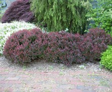Crimson Pygmy Dwarf Barberry -
