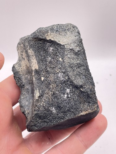 Carolina fossil whale dolphin - carolina,