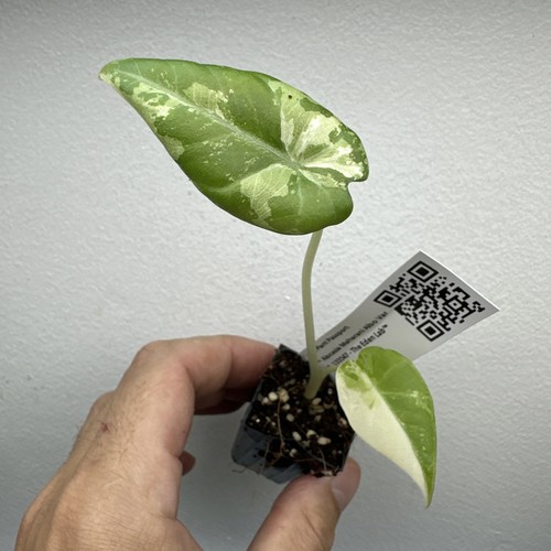 Alocasia maharani variegata - alocasia,