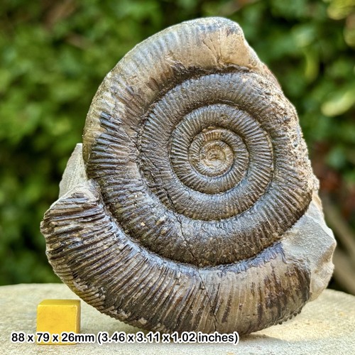 Dactylioceras tenuicostatum