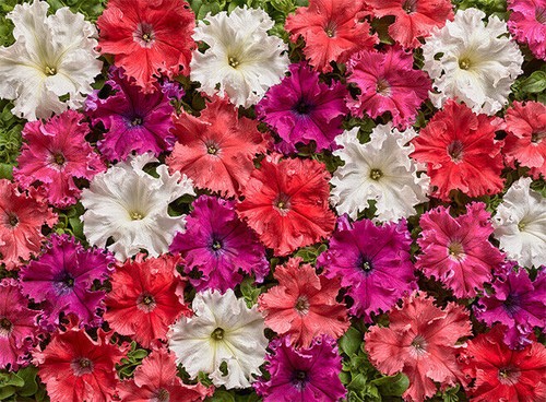 Petunia fimbriata aphrodite - petunia, fimbriata-