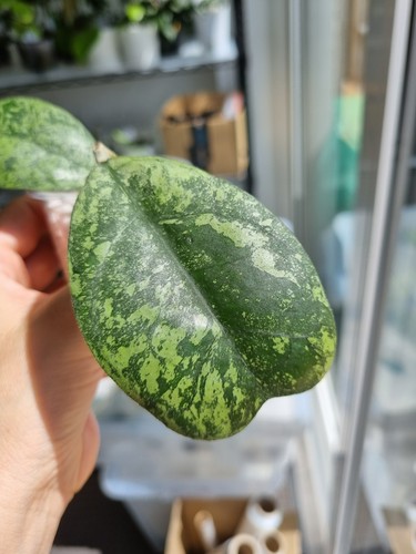 Hoya dekaye morning drew - morning,