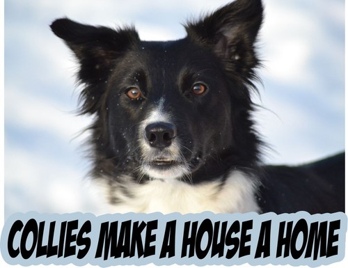 Collie fridge sticker perfect - fridge,