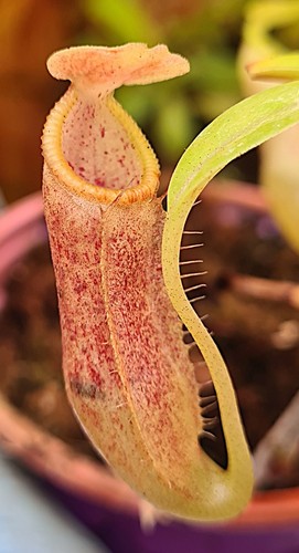 Nepenthes singalana g - nepenthes, singalana,
