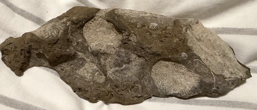 Genuine carboniferous - genuine, uk