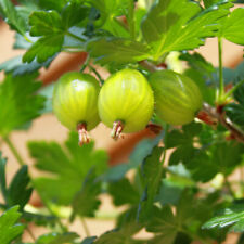 Fruit Bushes, Gooseberry Invicta, 2L Potted, Heavy Cropper Mildew Resistant