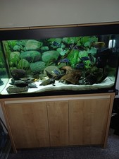 Aquarium Fish Tank - Fluval Roma 200 and Base