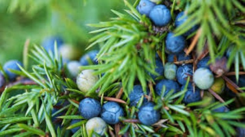 Common juniper tree - 20, seeds