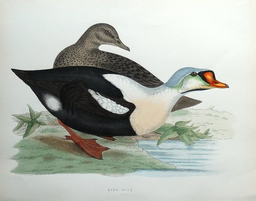 King duck - king,