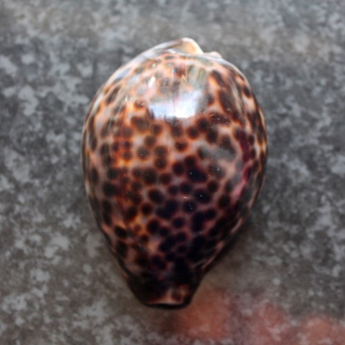 Beautiful shells cowries - 10,