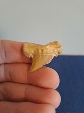 Fossil Shark Tooth -