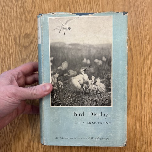 Bird display edward - bird,