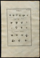 1719 - Phillyrea, Privet &