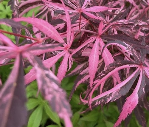 Acer palmatum lileeane s - acer, 'lileeane's