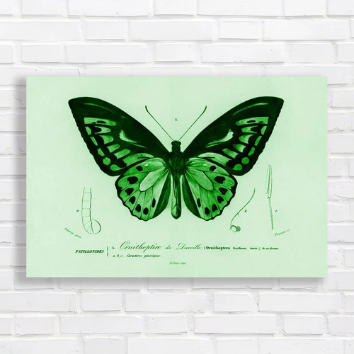 Ornithoptera darville - ornithoptera,