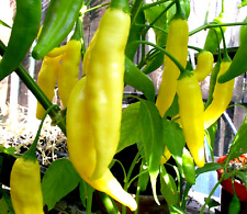 Aji Lemon Drop Chili Chilli  Hot Pepper Seeds NEW 2023 FRESH SEEDS
