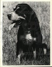 1990 Press Photo Neutered male