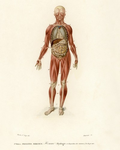 Myology and viscera - myology,