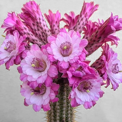 High 7cm cactus - cactus, plants