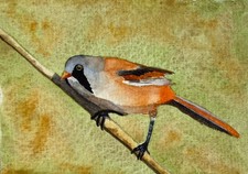 Original Watercolour Bearded