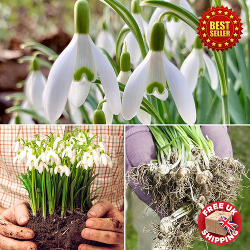 Single snowdrops bulbs - snowdrops, in