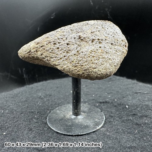 Triceratops limb bone - limb,