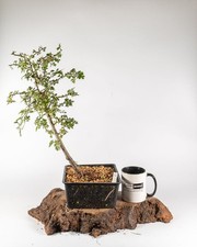 Hawthorn Bonsai Tree Crataegus