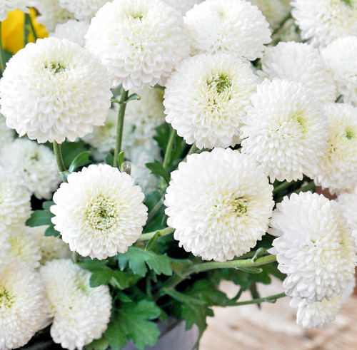 1000x snowball daisy - snowball,