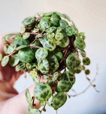 Peperomia Prostrata 'String of