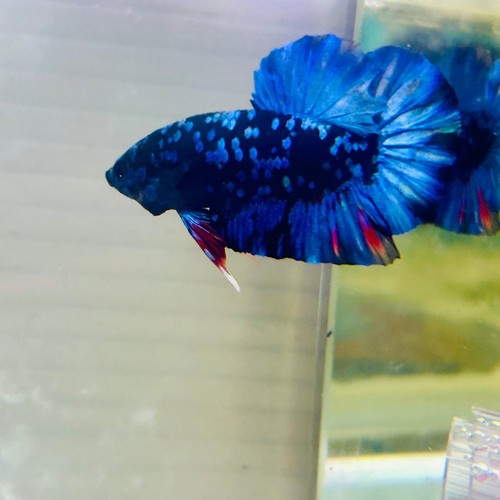 Plakat avarta nebula male - plakat,