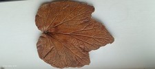 Vintage concrete leaf garden - vintage,