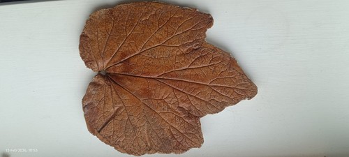 Vintage concrete leaf - vintage,