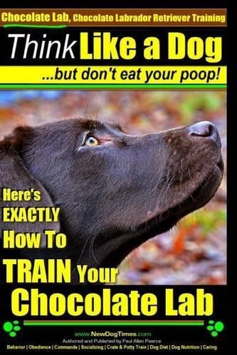 Chocolate lab - lab,,
