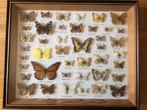 Framed taxidermy - 42,