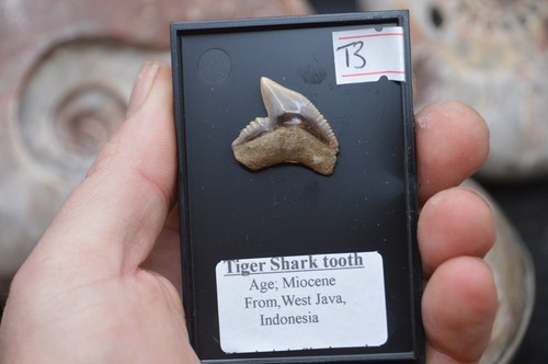 Lovely rare javan - rare,