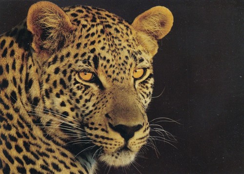 Leopard postcard - leopard,