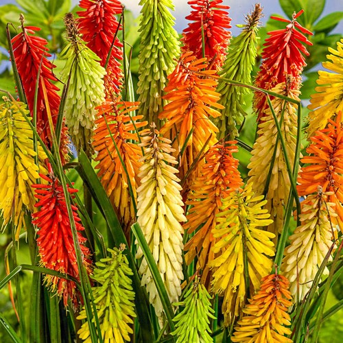 Kniphofia crown hybrid - crown,