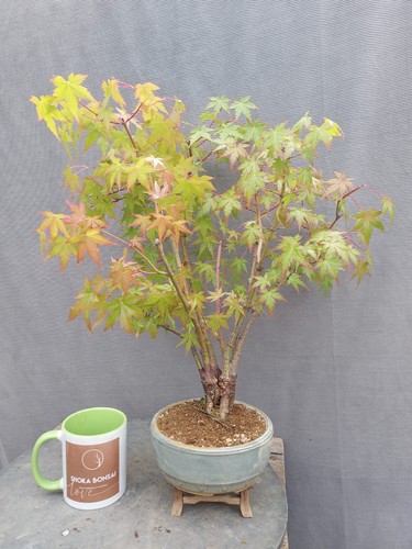 Large clump style - large, japanese