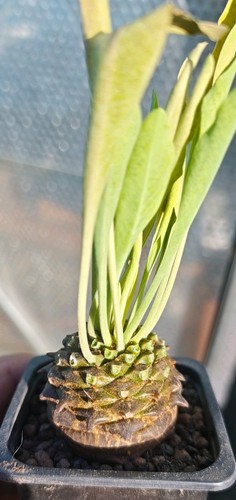 Euphorbia bupleurifolia rare - bupleurifolia,