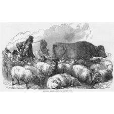 LONDON Sheep Drovers at
