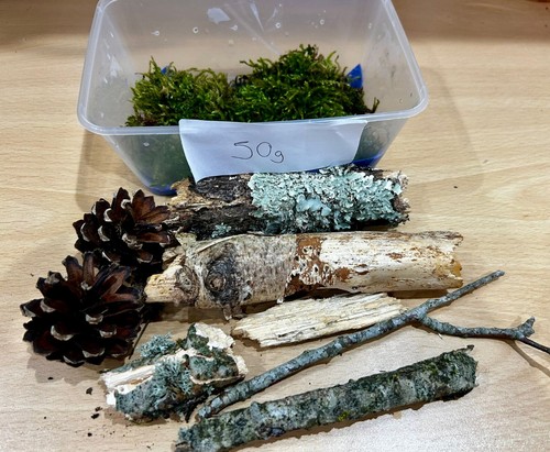 Live terrarium starter kit - live,