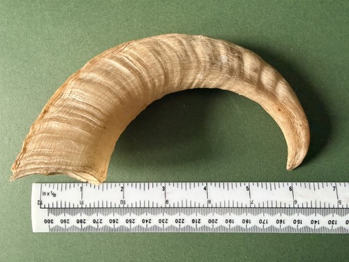 Vintage single curved - single, ram