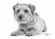 NORFOLK TERRIER dog pencil drawing artwork print - A4 only - signed by artist