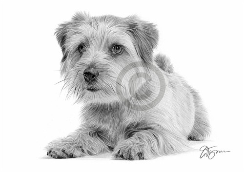 Norfolk terrier dog pencil - norfolk,