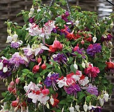 Giant trailing fuchsia mixed - 6,